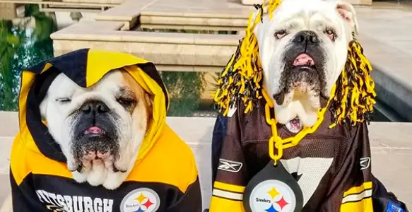 Dress Up Your Pet Day 2018: 8 Funny Bulldogs With Costumes