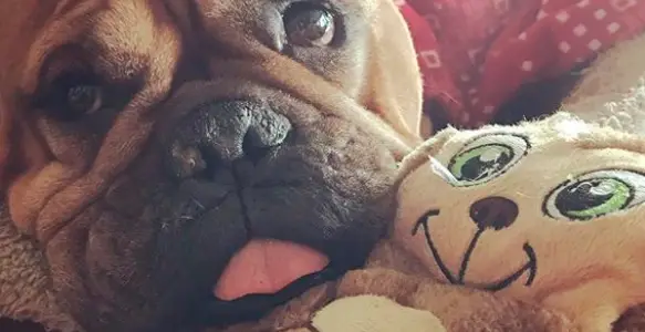 8 Best Bulldog Videos You Should See Now [January 2018]