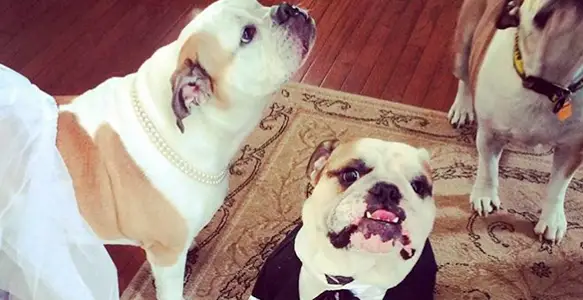 Bulldog Spouses Day 2018: Why Bulldogs Love Weddings?