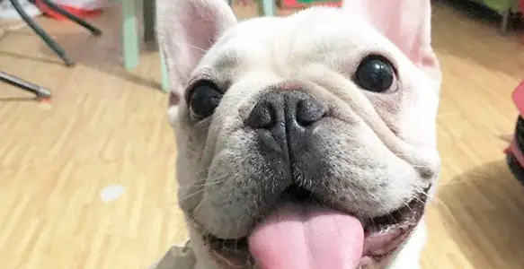 8 Adorable Bulldogs Celebrating The Year Of The Dog
