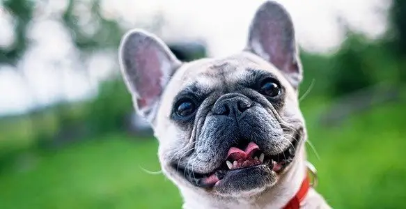 5 Best Tips on How to Stop a Dog from Barking