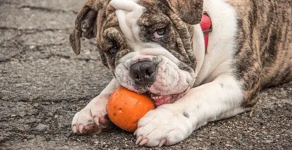The Best Vegetables for Dogs to Bolster Your Puppy’s Diet