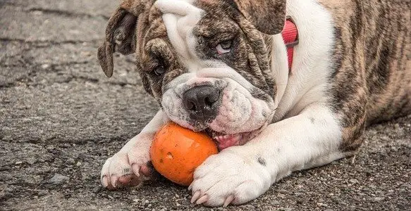 vegetables for dogs