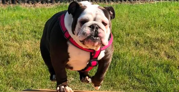 How Bulldogs Celebrate Spring 2018? [7 Funny Posts]