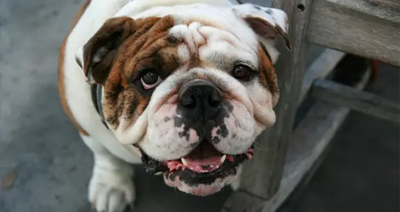 Best Bulldog Wrinkle Wipes for Quickly Cleaning Your Lovely Pup