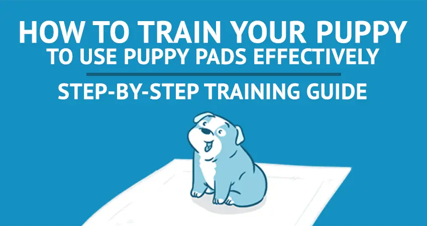 How To Use Puppy Training Pads Effectively