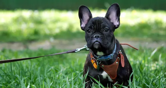 easy walk harness for french bulldog