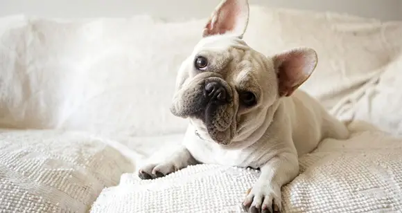 tear stains french bulldog