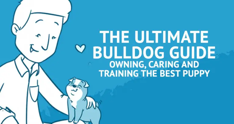 How to Raise a Bulldog | The Ultimate Bulldog Guide for Owning, Caring and Training The Best Puppy