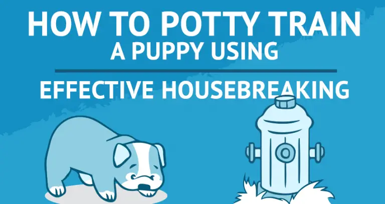 How to Potty Train a Puppy Using Effective Housebreaking