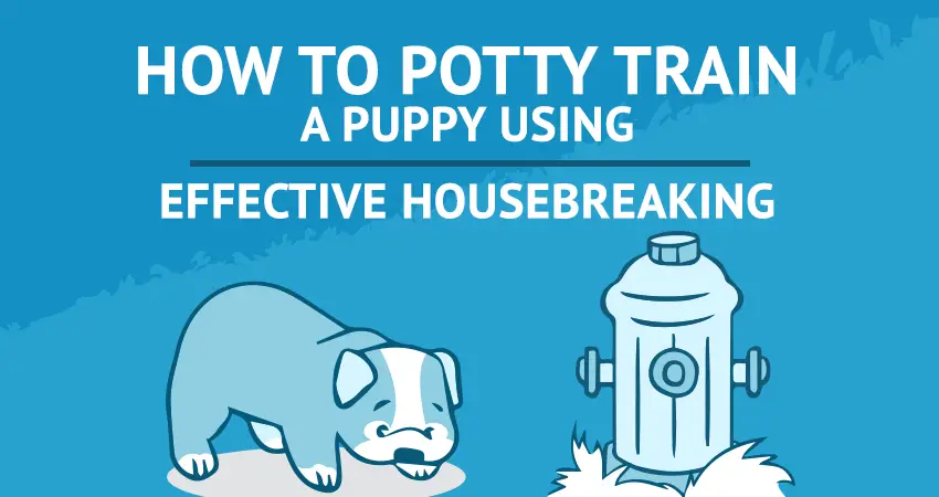 How to Potty Train a Puppy Using Effective Housebreaking