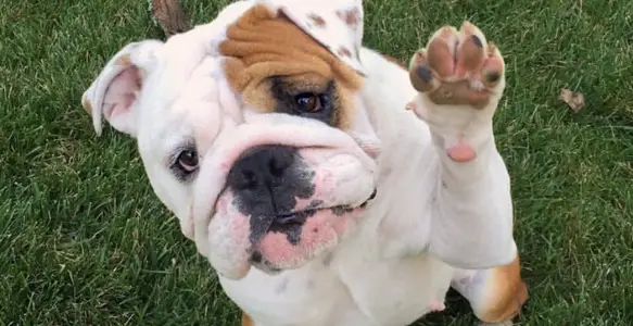 infected paw on dog