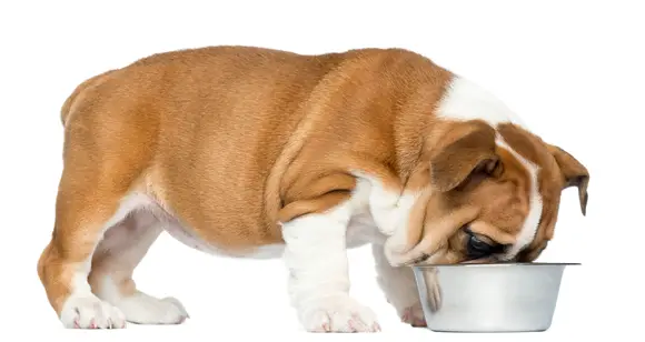 Best Dog Food For Bulldogs – 6 Top Picks For Your Pet