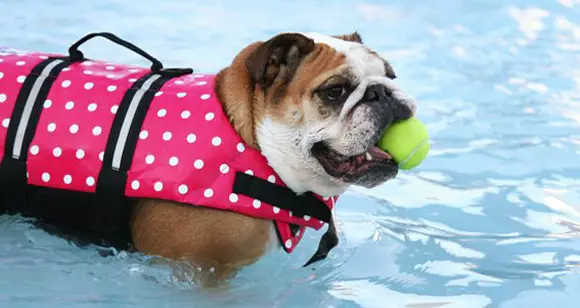 english bulldog swimming vest