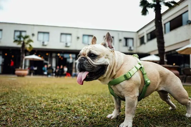 The 5 Best Bulldog Harness for 2024