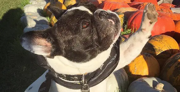 7 Healthy Bulldog Activities [ Photos of Bulldogs Working Out ]