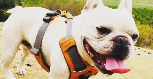 5 Awesome Bulldog Tips to Prepare for Summer [ Photos of Bulldogs With Relaxed Personalities]