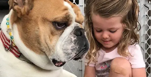 5 Adorable Bulldog Facial Expressions That Will Melt Your Heart