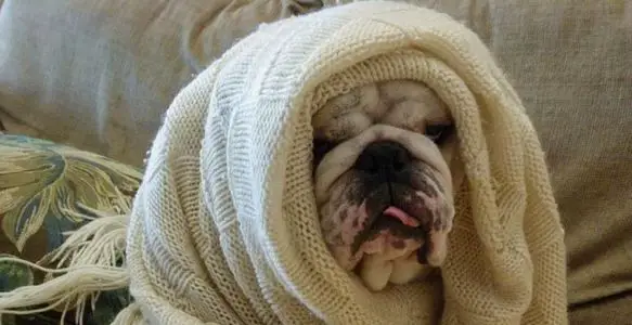 How Do You Know if Your Dog Has a Cold? 3 Top, Handy Tips…