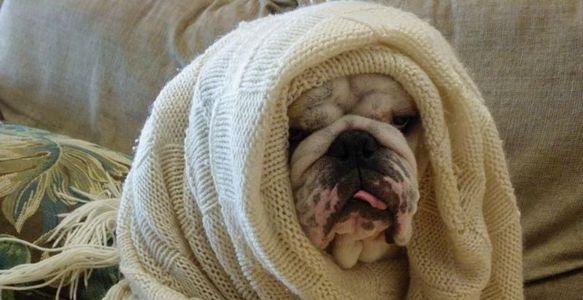 How Do You Know if Your Dog Has a Cold 