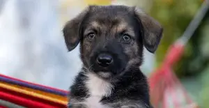 puppy-its-name