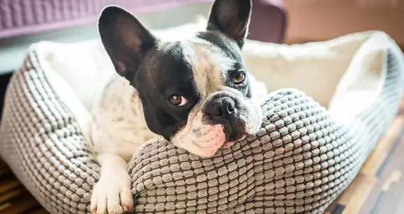 Top 6 Best Bulldog Beds For Your Lovely Pet: Useful Tips How To Choose