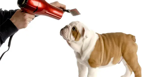 Best Brush for Bulldogs: The Ultimate 