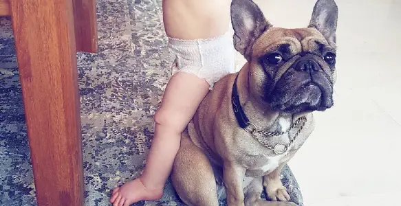 5 Awesome Tricks To Teach Your Bulldog [ Stuffs That Humans Do]