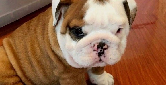 5 Popular Bulldog Memes That Will Make You Cry Laughing
