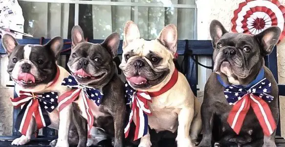 11 Amazing Ways to Dress Your Bulldog on 4th of July