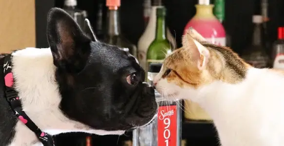 6 Amazing Guides To Staying Safe Around Other People’s Bulldogs