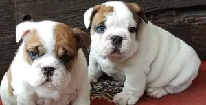 two englishbulldogs on carpet