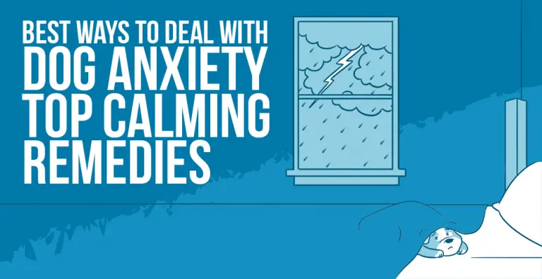 Best Ways to Deal with Dog Anxiety – Top Calming Remedies