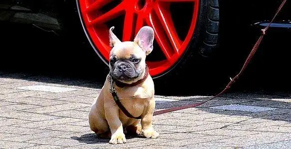 Dog Travel Anxiety - 4 Best Effective Tips to Make Traveling Easier with Your Dog 14 Dog Travel Anxiety – 4 Best Effective Tips to Make Traveling Easier with Your Dog