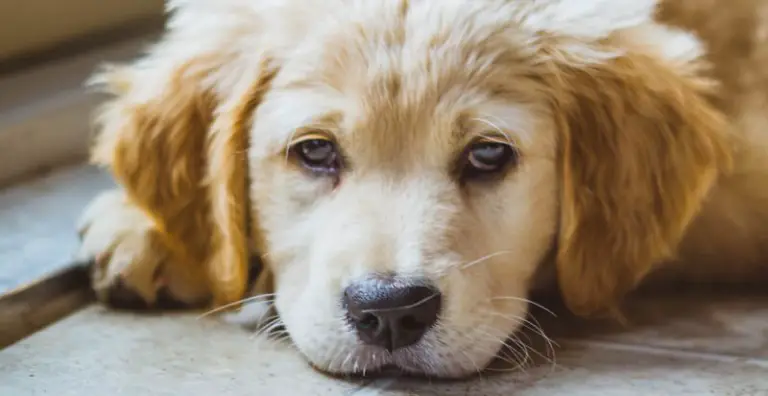 13 Reasons Why Calming Treats for Dogs Are Helpful