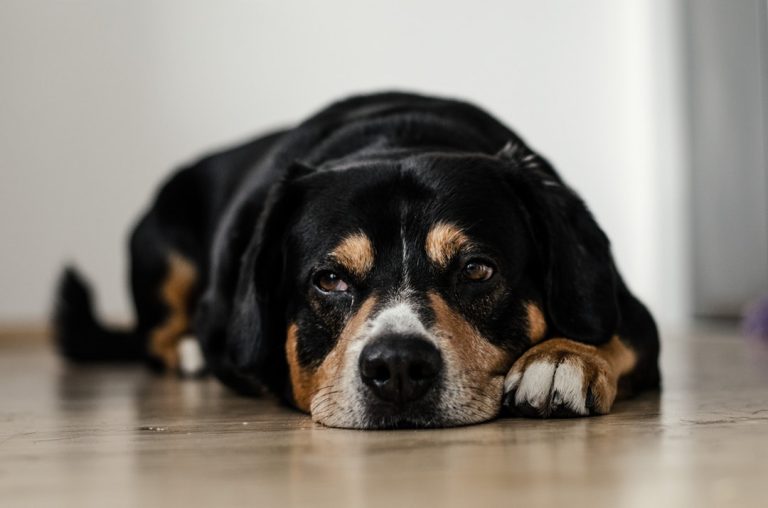 Do Your Part to Relieve Dog Anxiety After Moving to New House