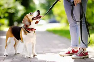 walking a dog