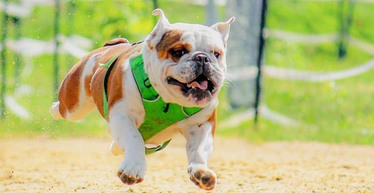 elvis the englisch bulldog