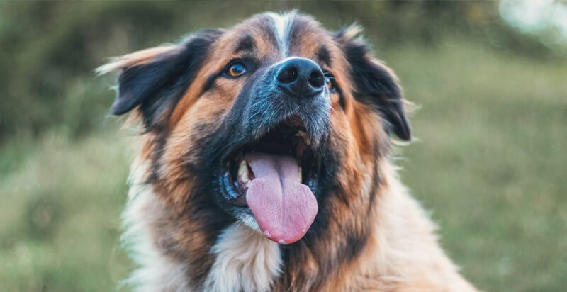dog-shedding