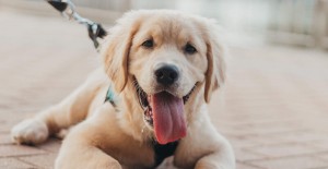 Relaxed-Dog