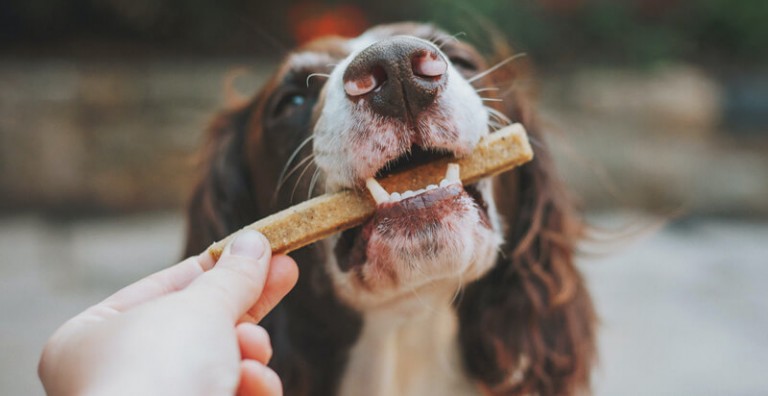 3 Pointers On How Much Food Should A Dog Eat