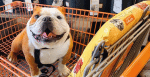 Tips For The Safest Way For Your Dog To Ride In Your Car 15 Tips For The Safest Way For Your Dog To Ride In Your Car