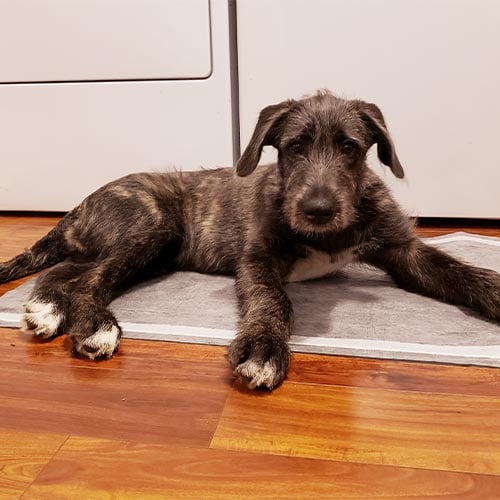 Premium Pet Training Pads XL 11 pp customer images 0003 20200220 192657