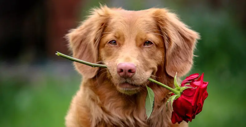 why are some dogs born with pink noses