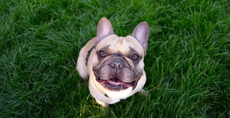 Best Dewormer For Dogs Review: Our Top 9 Helpful Picks