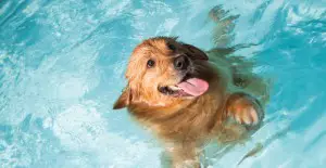 Dog swimming pool