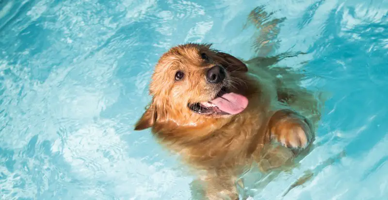 Dog swimming pool