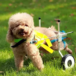 New Two Wheels Adjustable Dog Wheelchair cart 7 Sizes Dog Wheelchair: How To Choose The Best One (2020)
