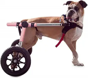 Walkin Wheels Dog Wheelchair for Large Dogs 70 180 Pounds Dog Wheelchair: How To Choose The Best One (2020)