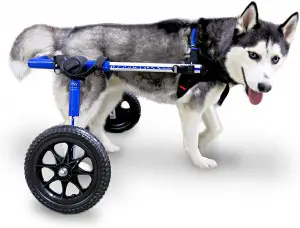Walkin Wheels Dog Wheelchair for MedLarge Dogs 50 69 Pounds Dog Wheelchair: How To Choose The Best One (2020)